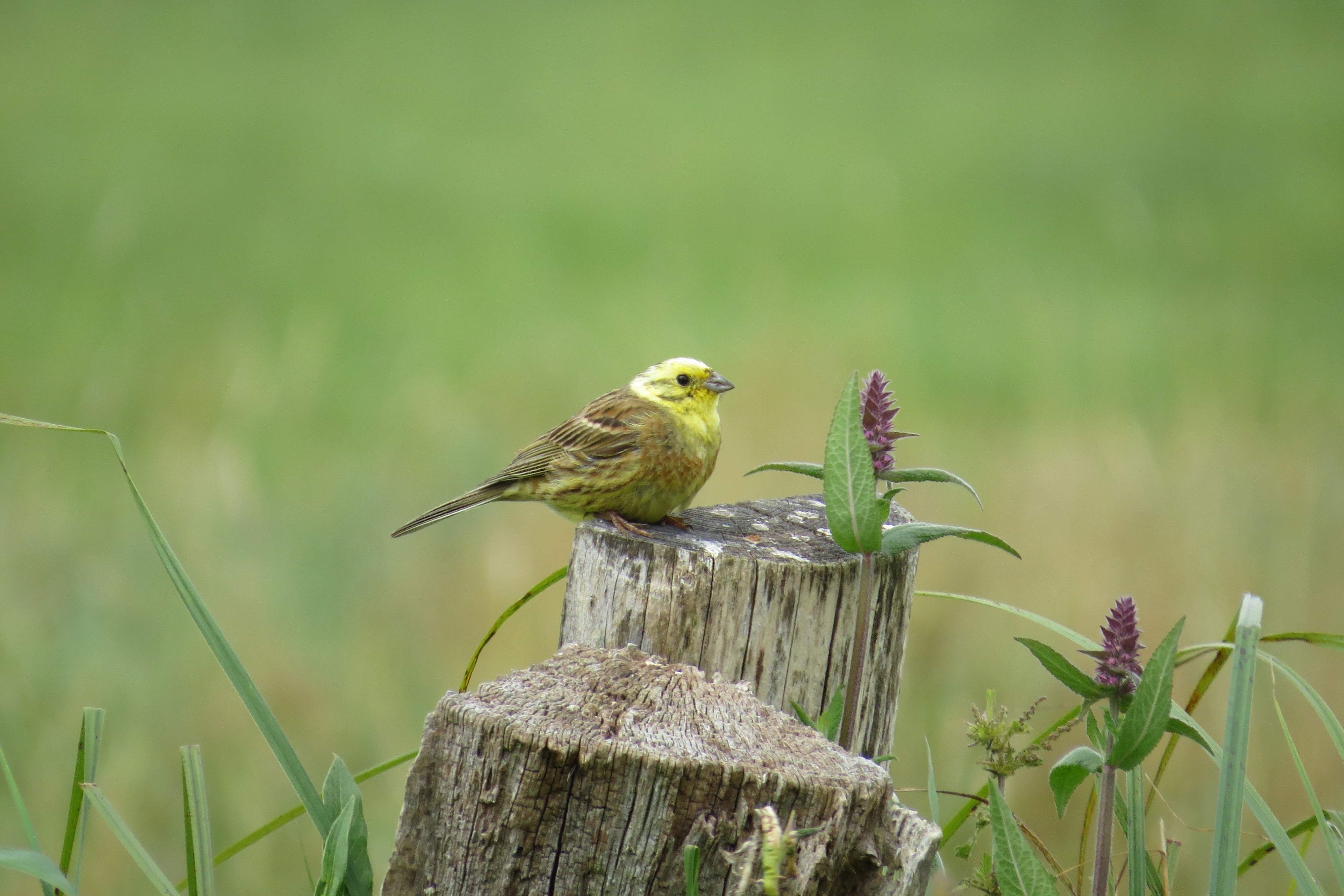 Eine Goldammer, kleiner gelber Vogel in der freien Natur